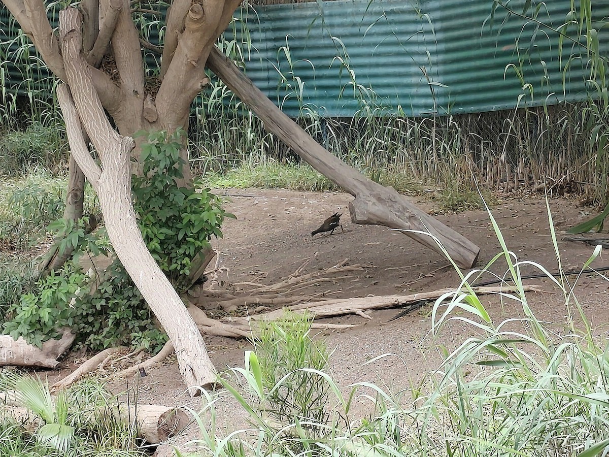 Курочка водяна - ML632276436