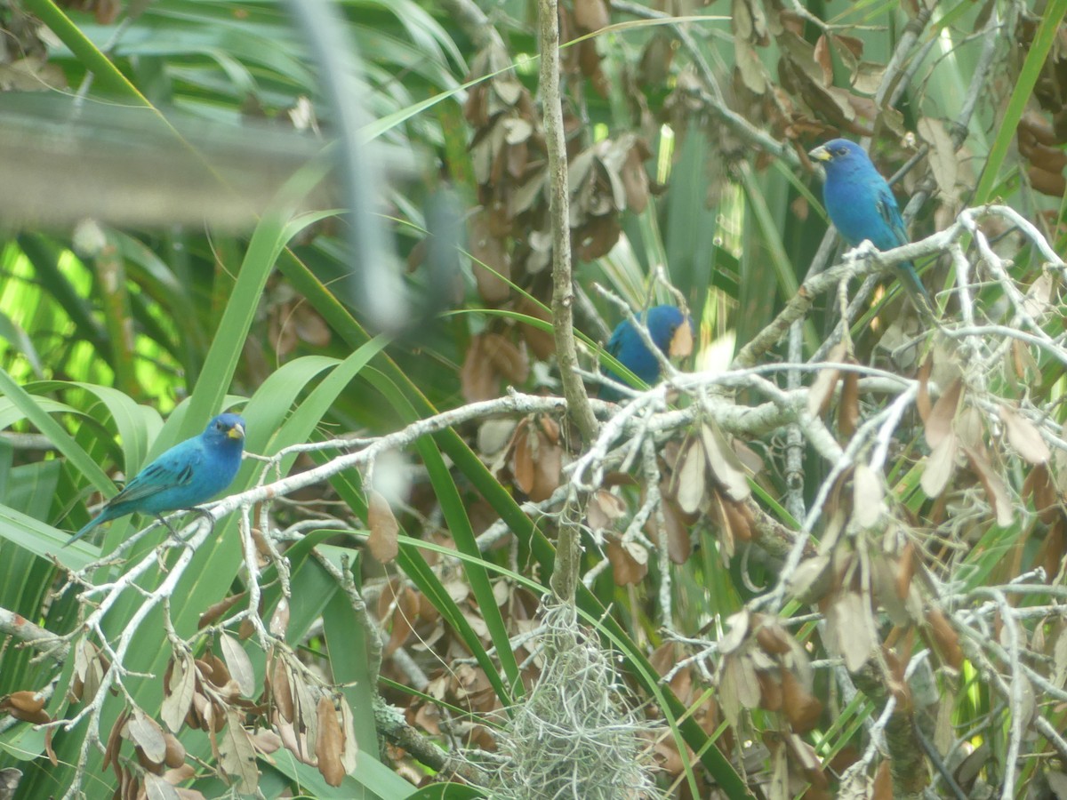 Indigo Bunting - ML632276442
