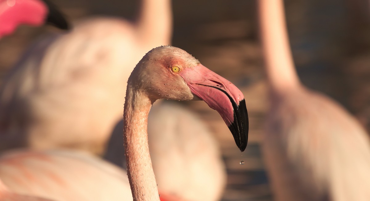 Greater Flamingo - ML632276455