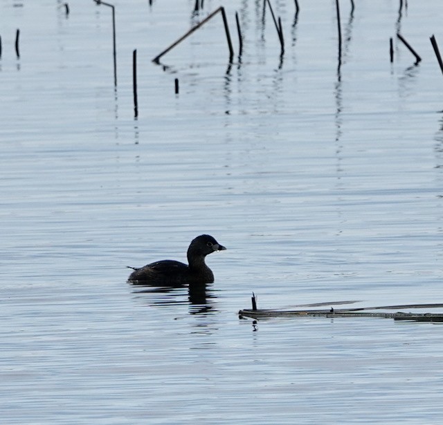 Pied-billed Grebe - ML632276486