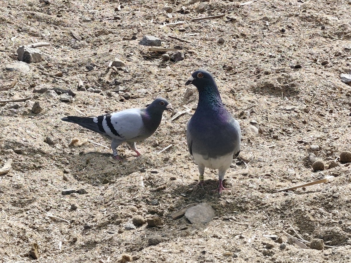 Голуб сизий - ML632276524