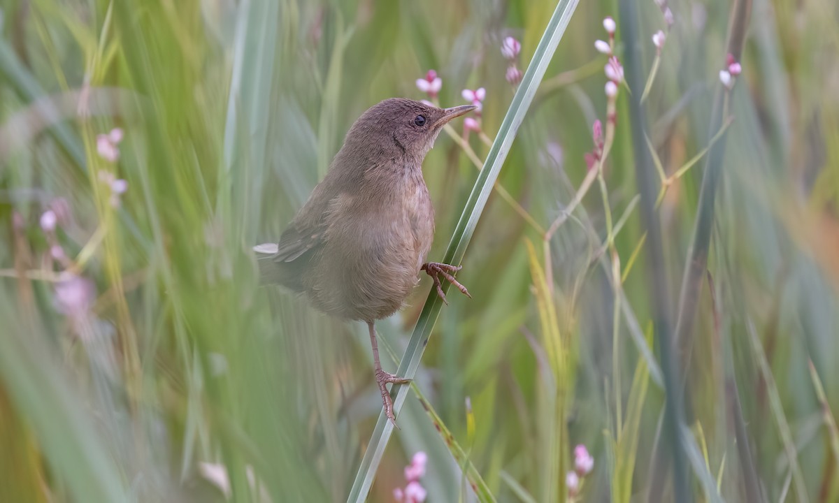 Highland Rush Warbler - ML632276530