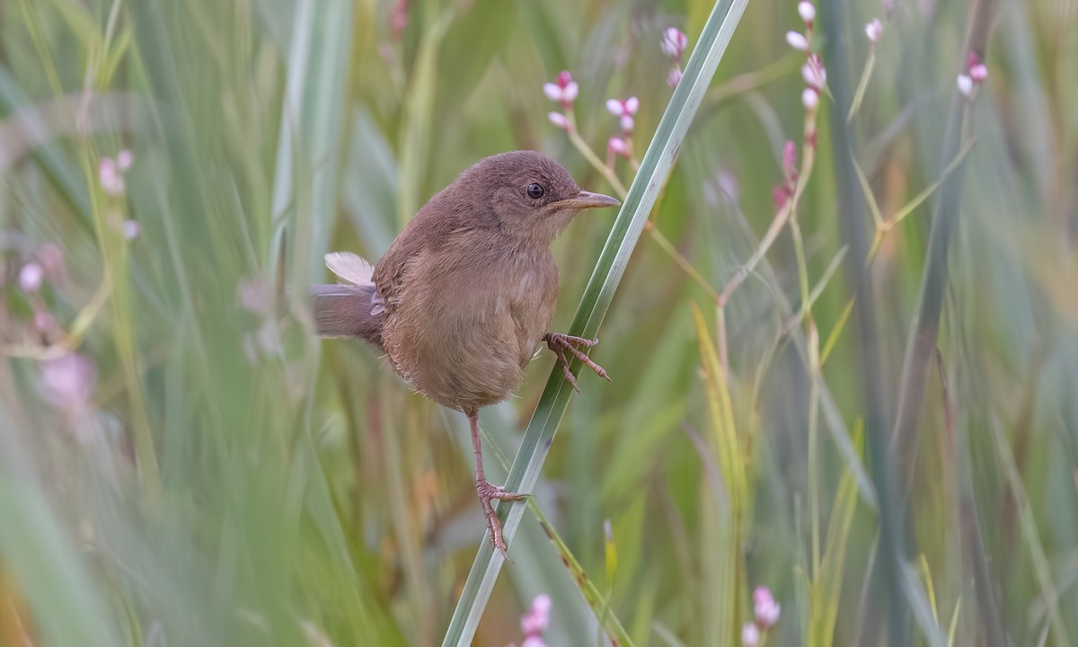 Highland Rush Warbler - ML632276531