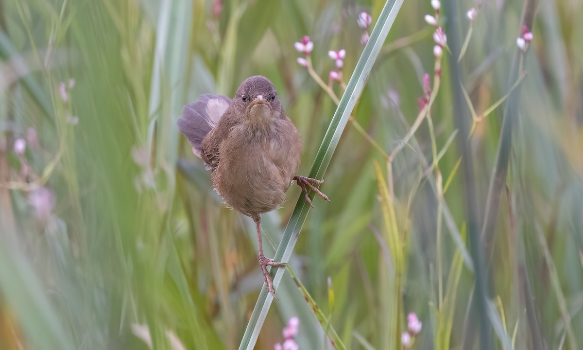 Highland Rush Warbler - ML632276534