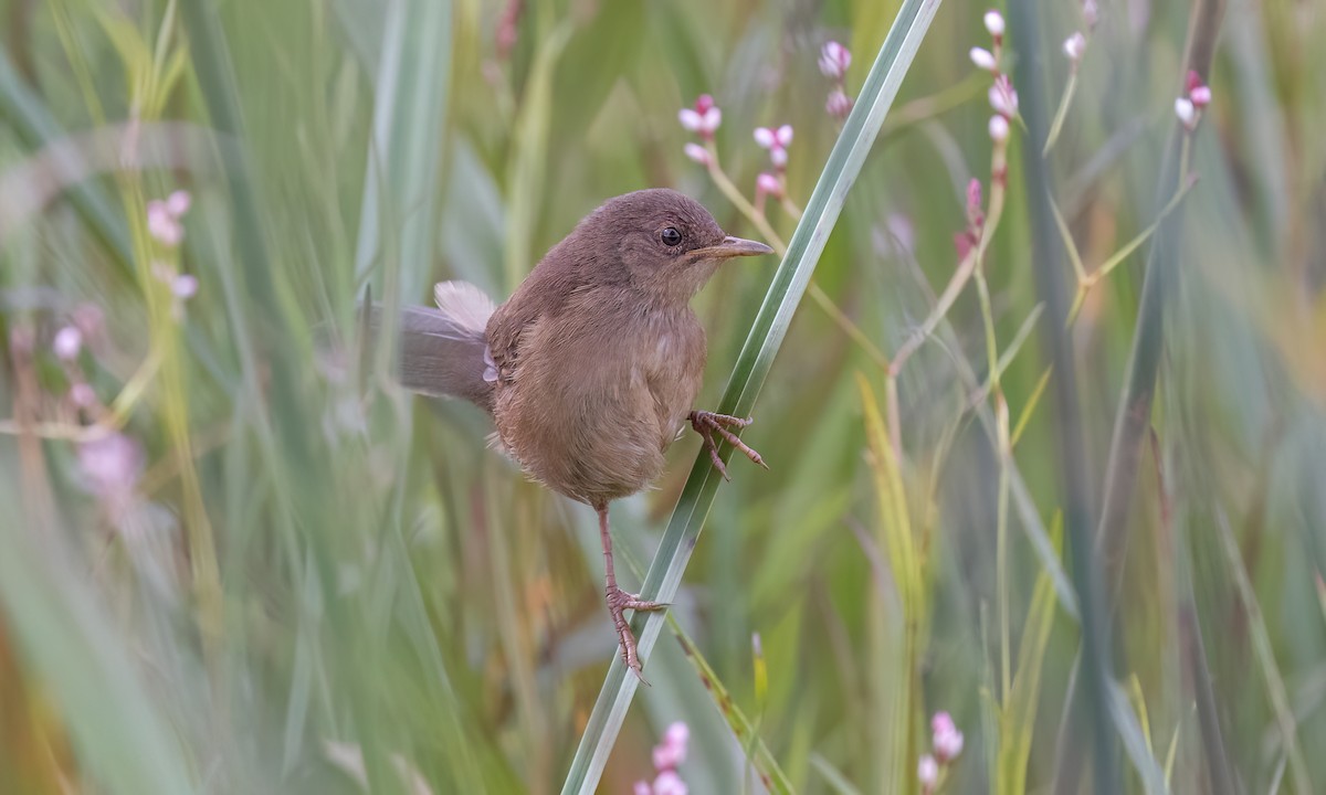 Highland Rush Warbler - ML632276535