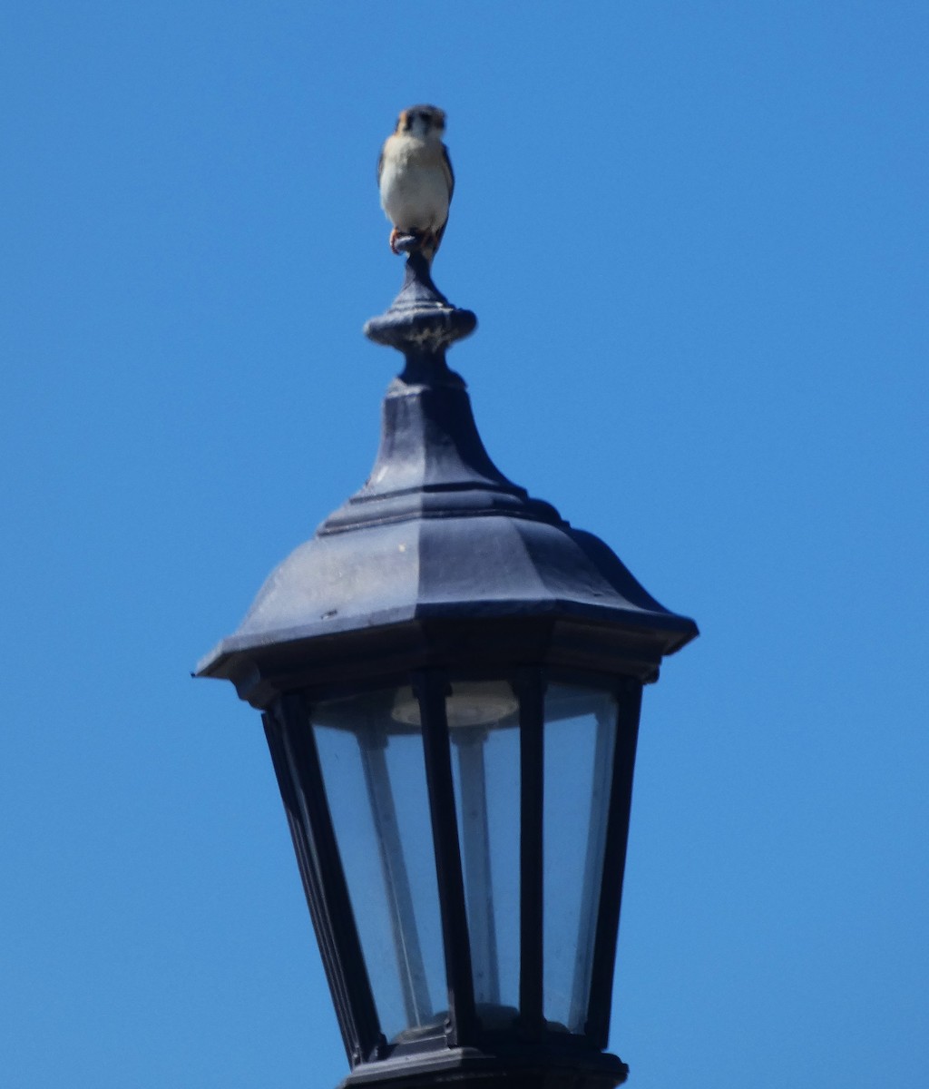 American Kestrel - ML632276546