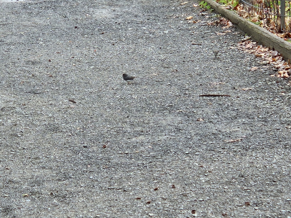 Dark-eyed Junco - ML632276594