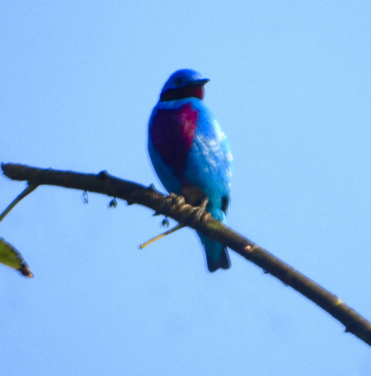 Lovely Cotinga - ML632276631