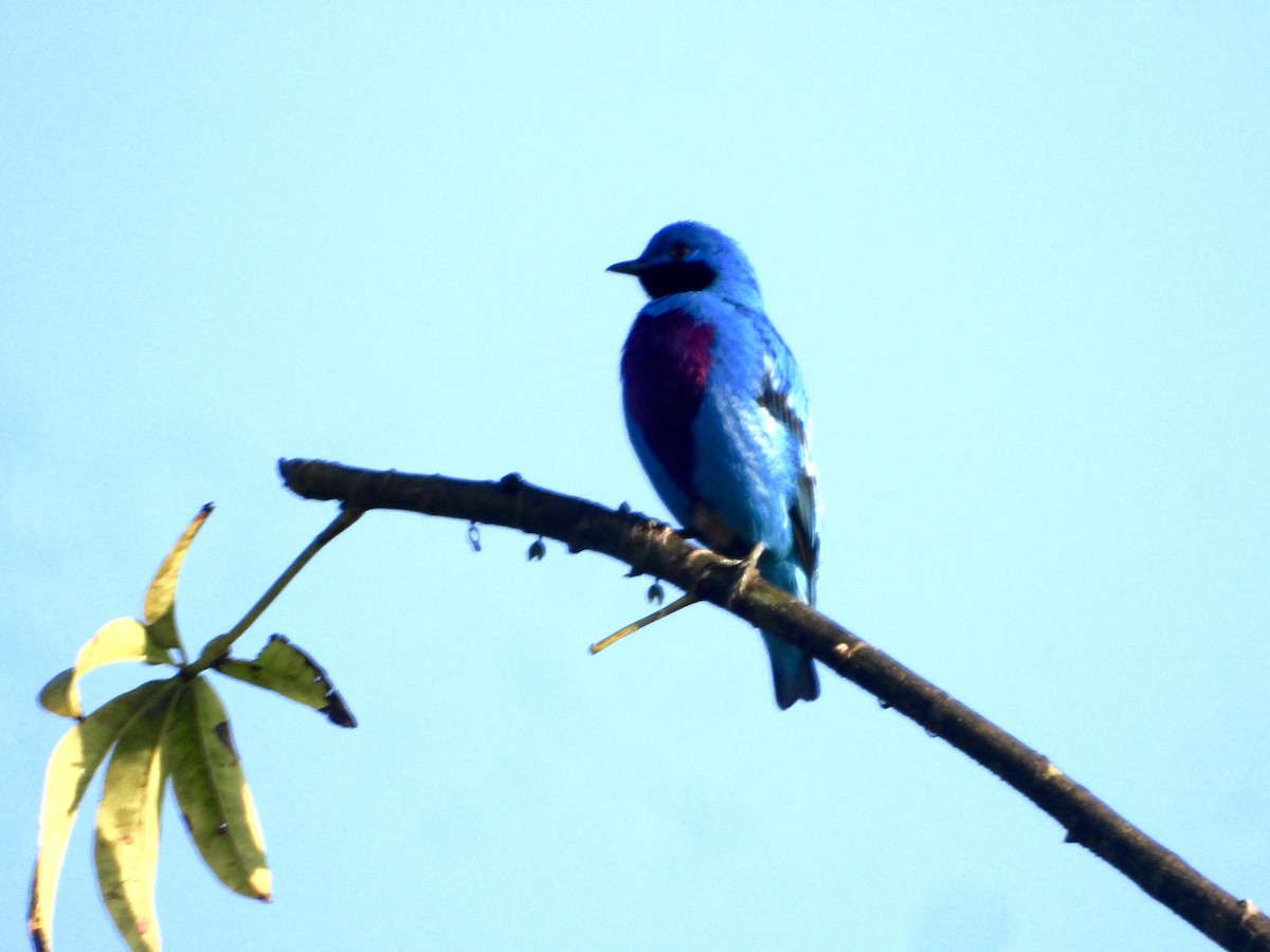 Lovely Cotinga - ML632276632
