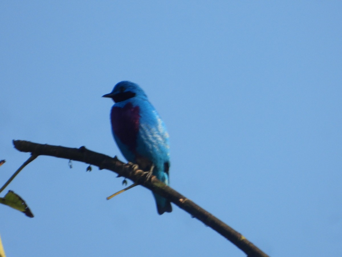 Lovely Cotinga - ML632276635