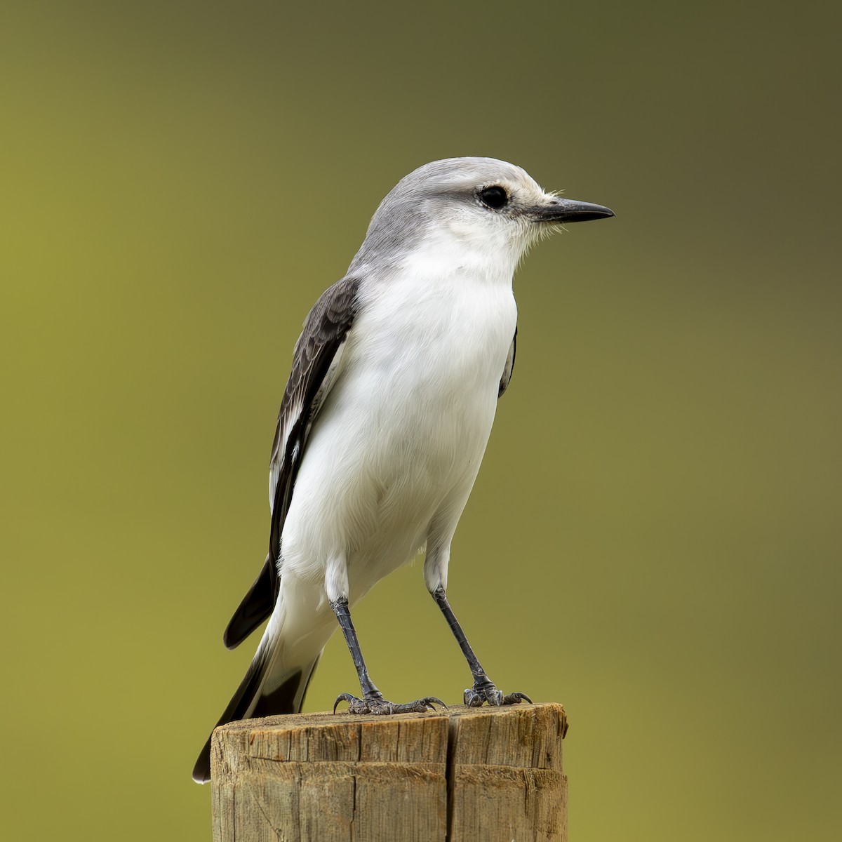 White-rumped Monjita - ML632276699
