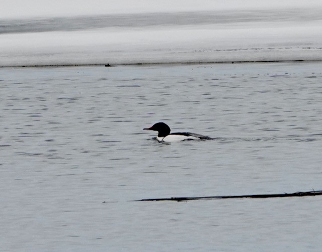 Common Merganser - ML632276757