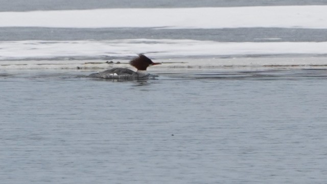 Common Merganser - ML632276758