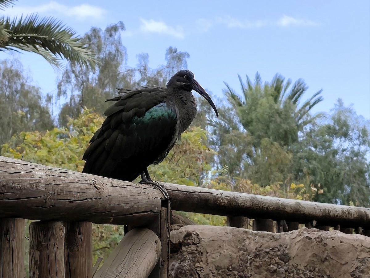 Гагедаш - ML632276874