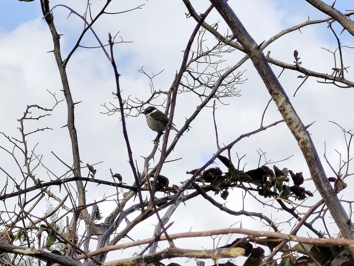 Трав'янка канарська - ML632276902