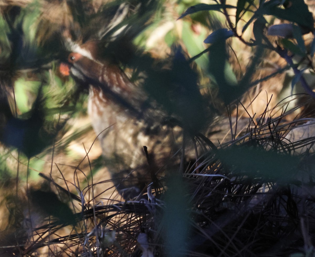 Long-tailed Wood-Partridge - ML632276903