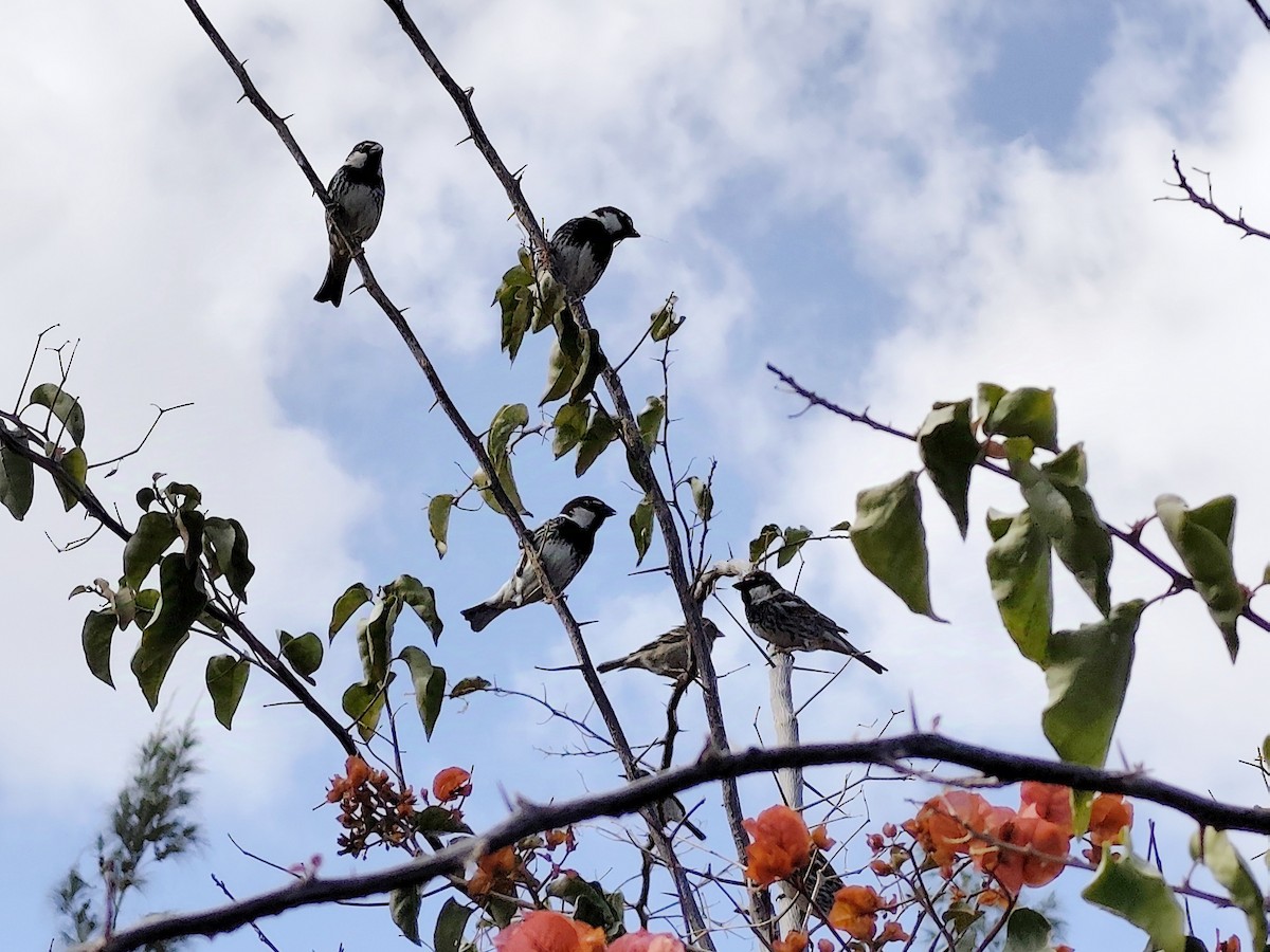 Горобець чорногрудий - ML632276934