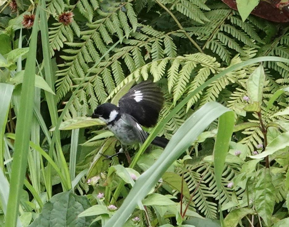 Variable Seedeater - ML632276955