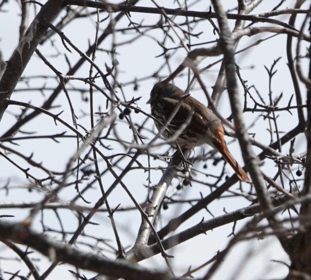 Fox Sparrow - ML632276982