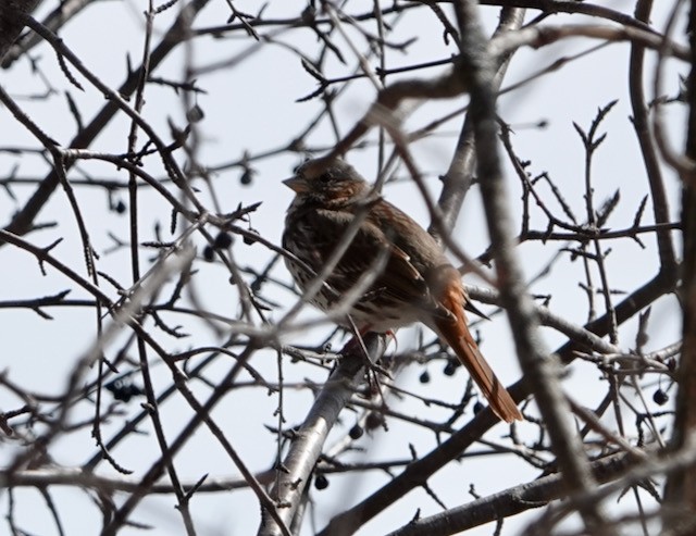 Fox Sparrow - ML632276983