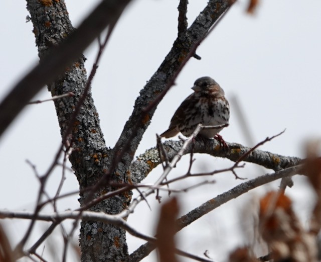 Fox Sparrow - ML632276984