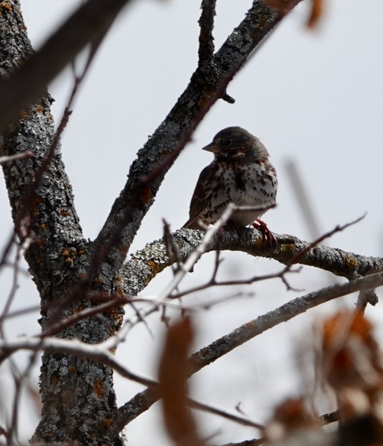 Fox Sparrow - ML632276986