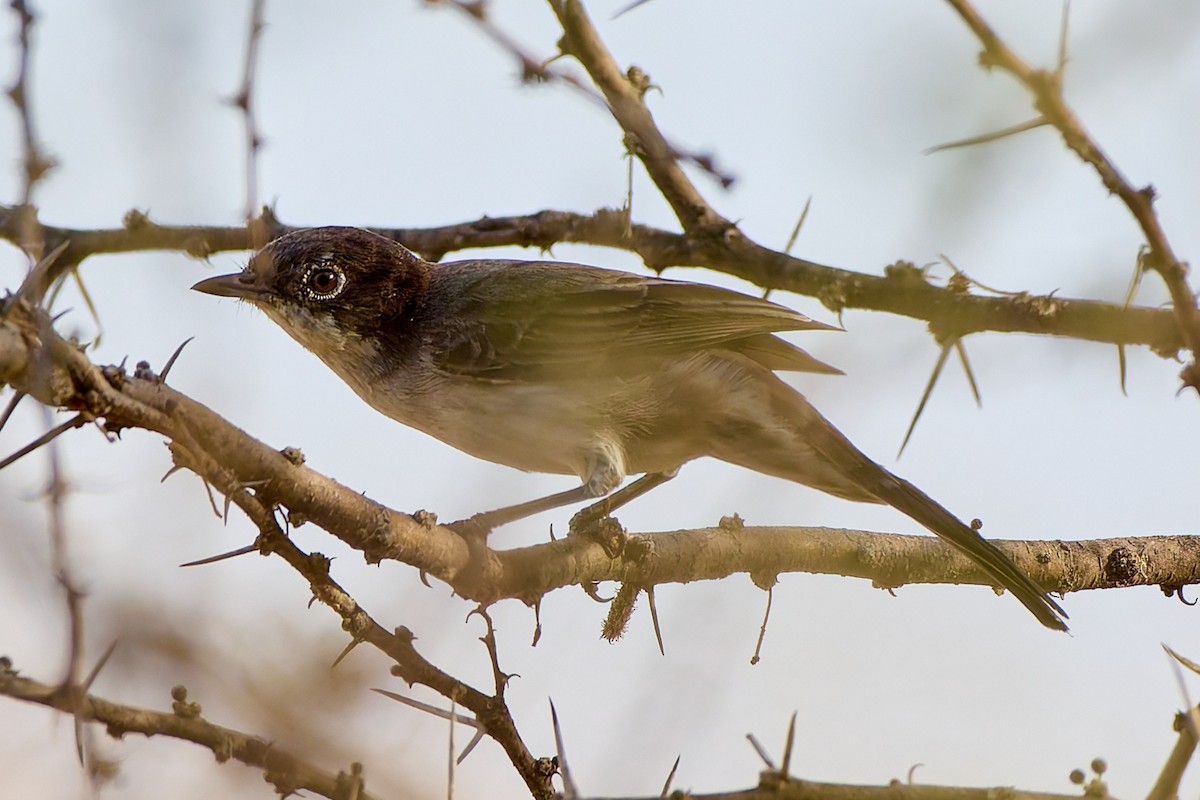 Arabian Warbler - ML632277078