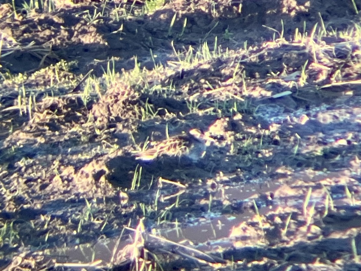 Pectoral Sandpiper - ML632277195