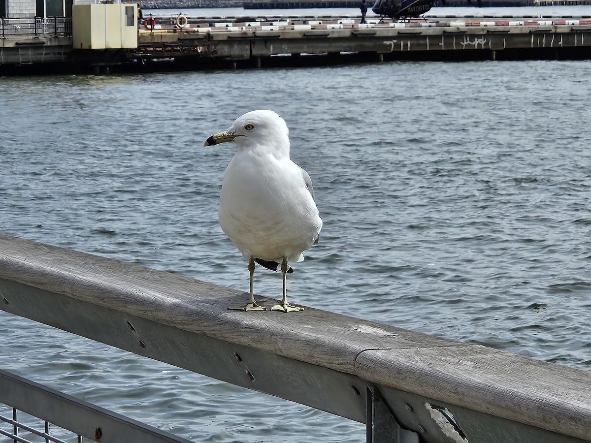 Ring-billed Gull - ML632277294