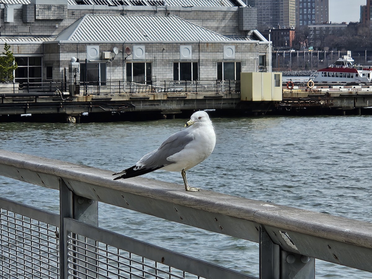 Ring-billed Gull - ML632277295
