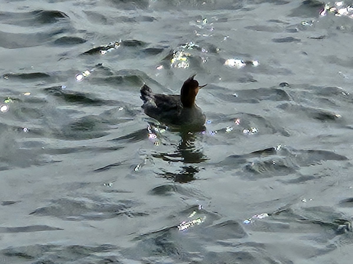 Сэвгэр бохио - ML632277327