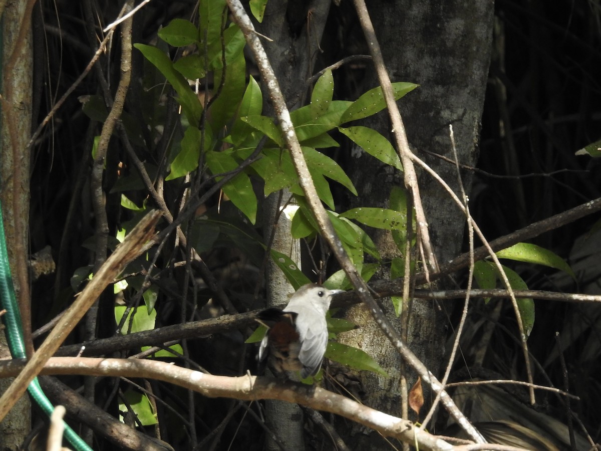 Gray Catbird - ML632277338