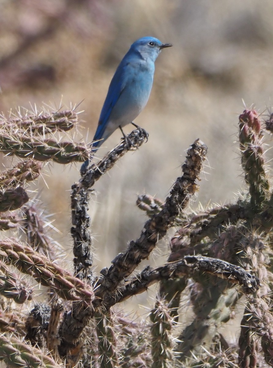 Mountain Bluebird - ML632277350