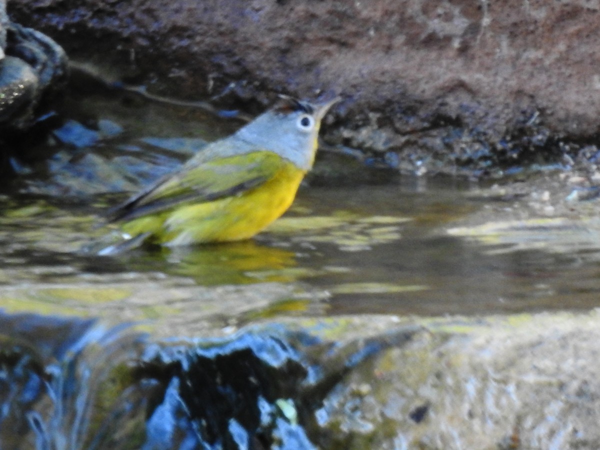 Nashville Warbler - ML632277409