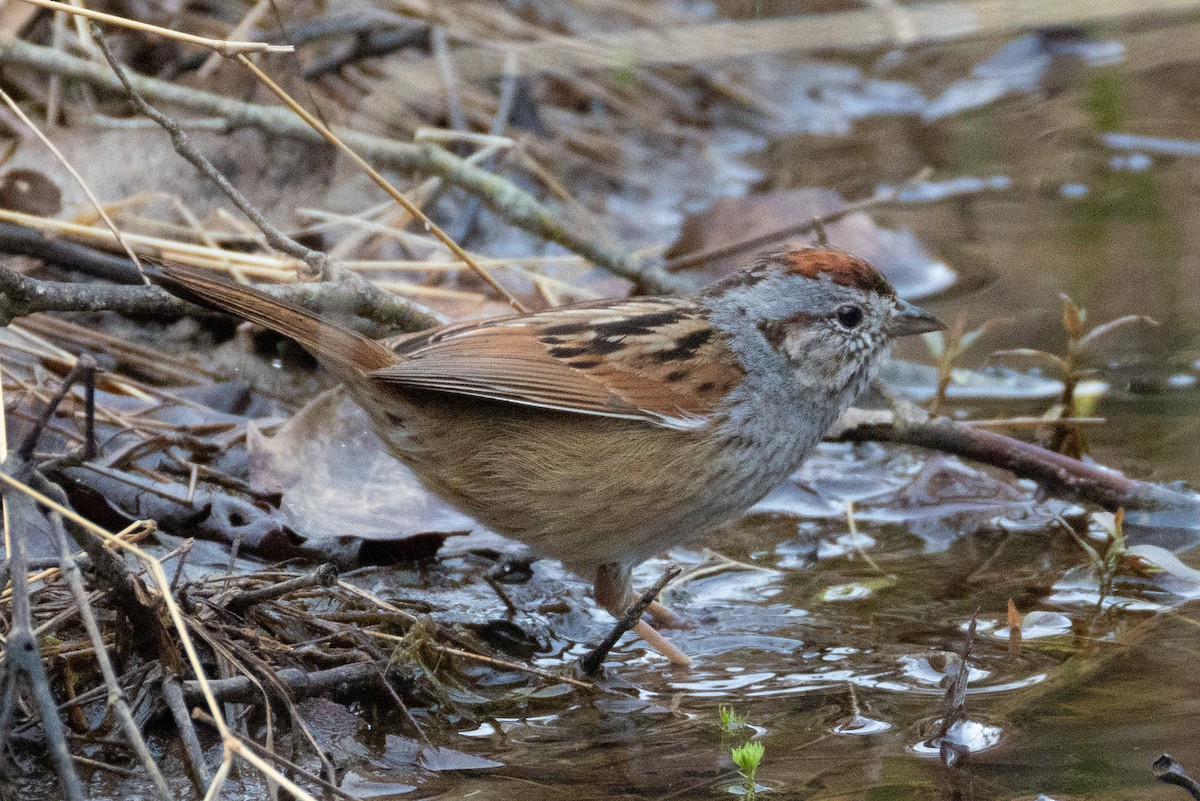 Swamp Sparrow - ML632277626