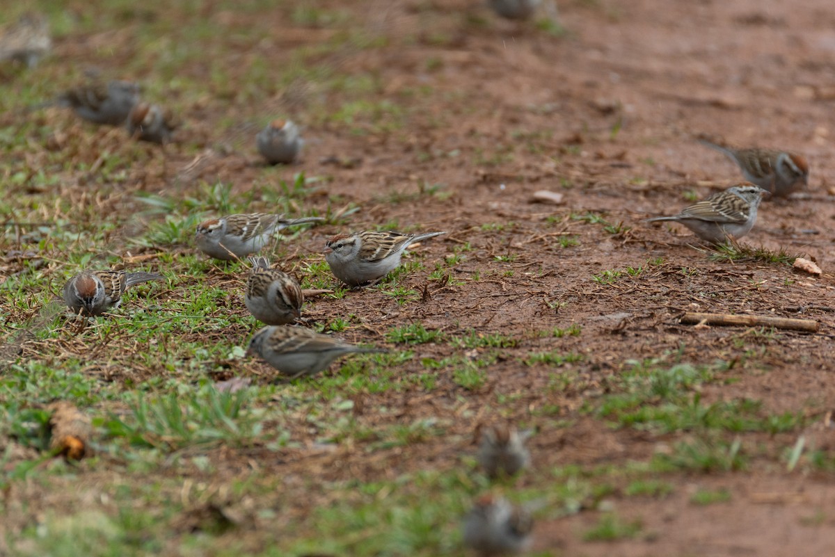Chipping Sparrow - ML632277631
