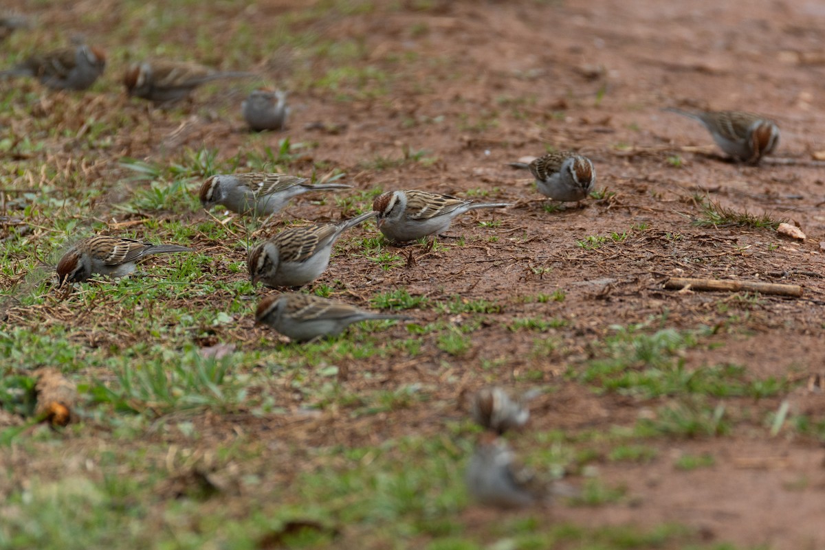 Chipping Sparrow - ML632277632