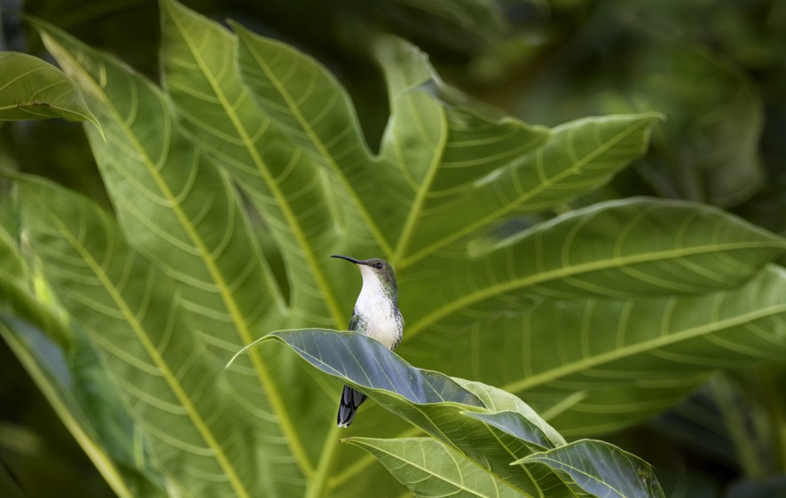 Black-billed Streamertail - ML632277718