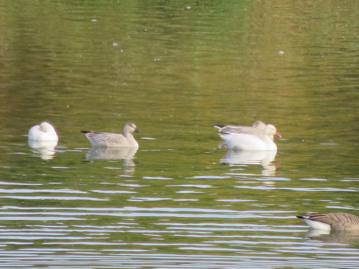 Snow Goose - ML632277773
