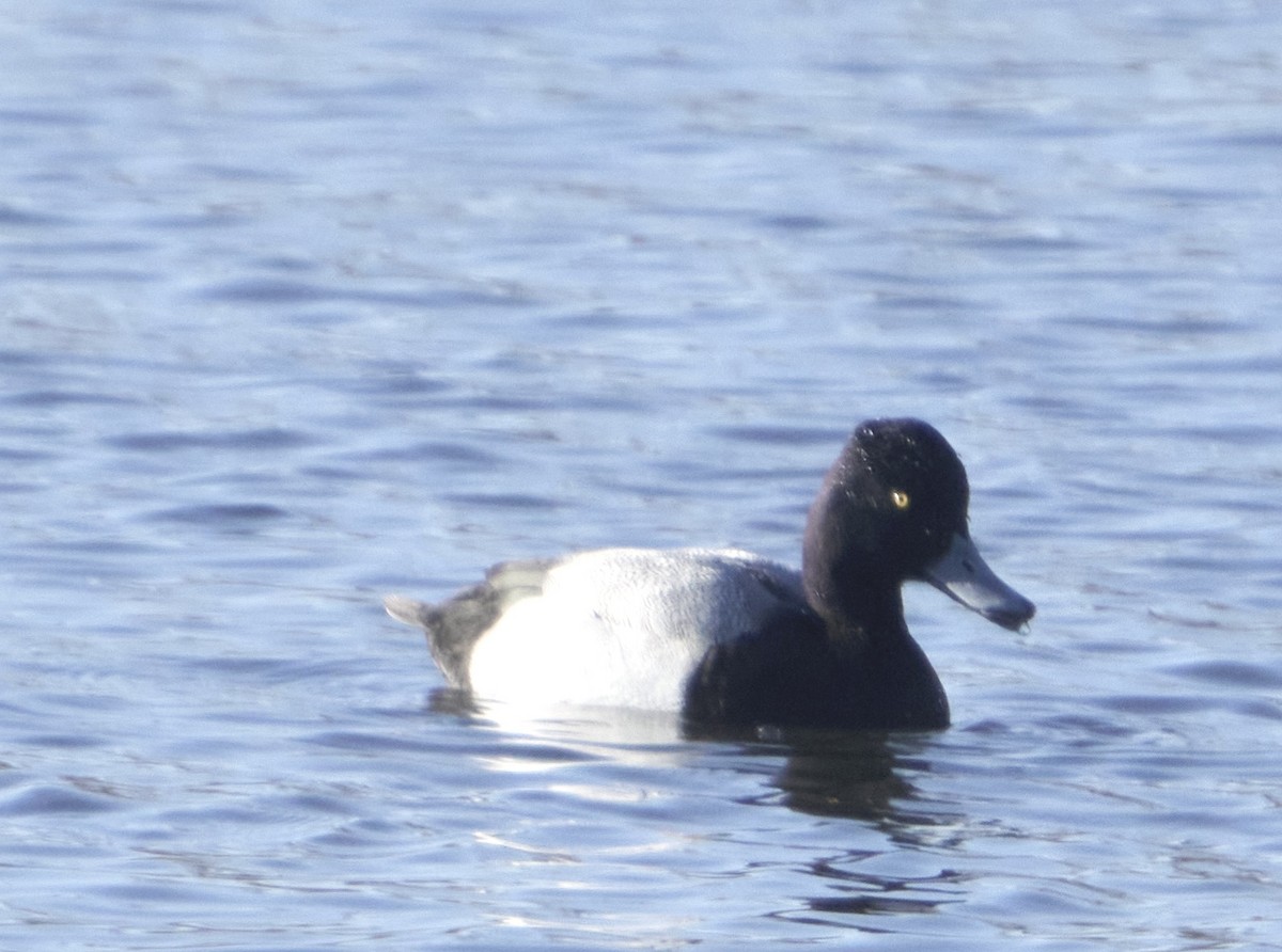 Lesser Scaup - ML632277783