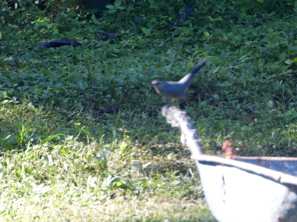 Gray Catbird - ML632277862