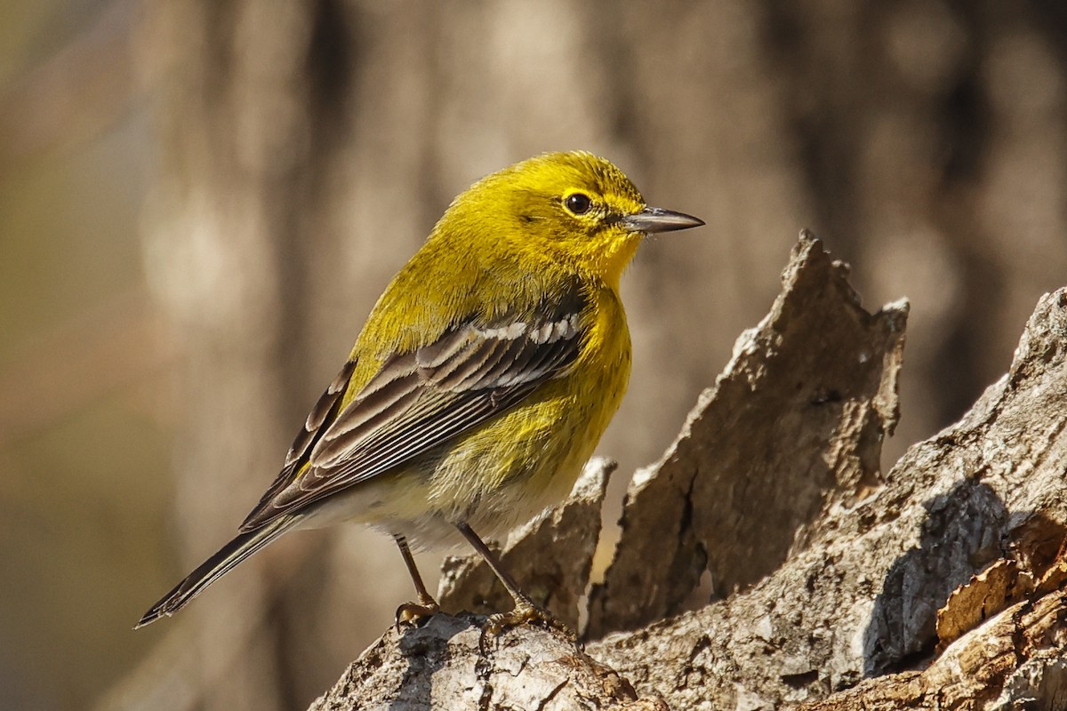Pine Warbler - ML632277925