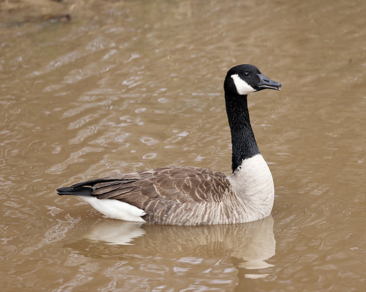 Canada Goose - ML632277930