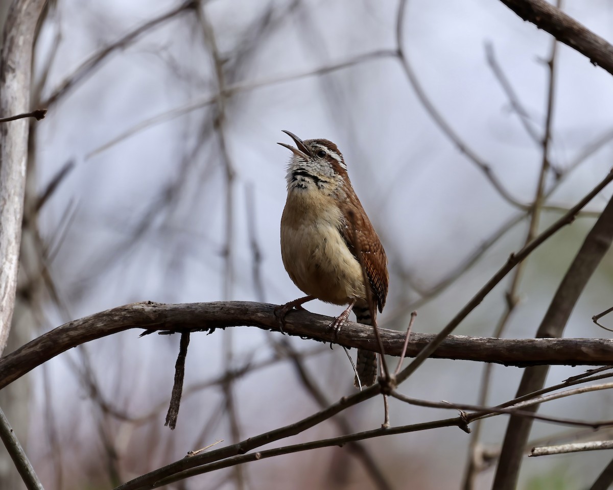 Carolina Wren - ML632277960