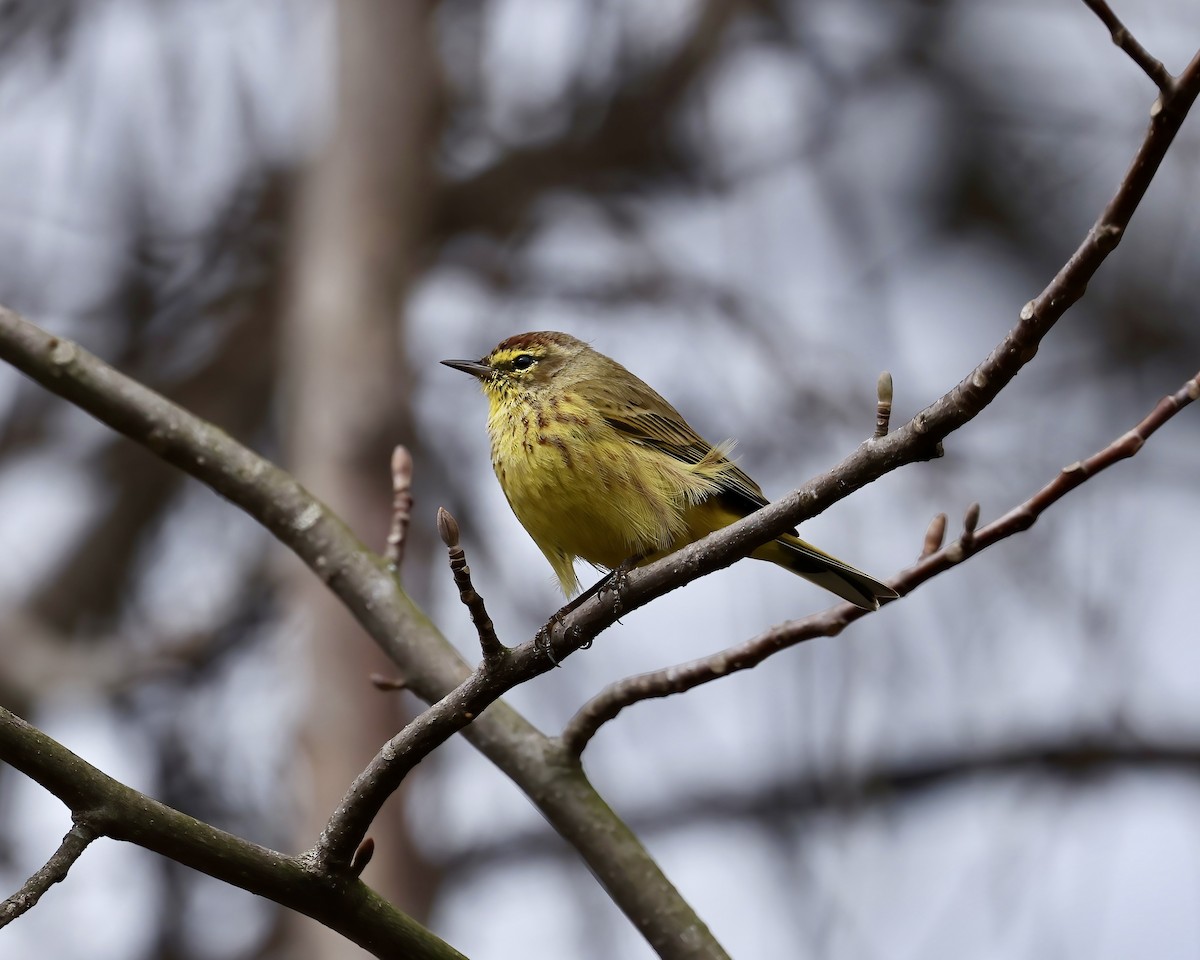 Palm Warbler (Yellow) - ML632277970