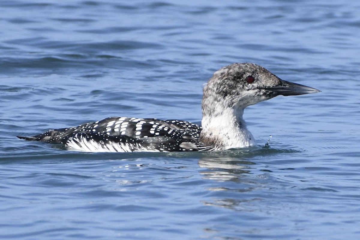 Plongeon huard - ML632278342