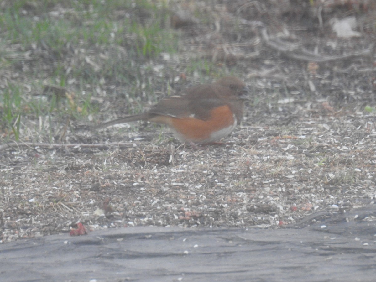 Eastern Towhee - ML632278447