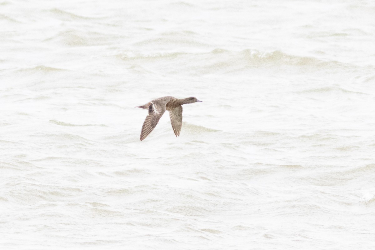 American Wigeon - ML632278541