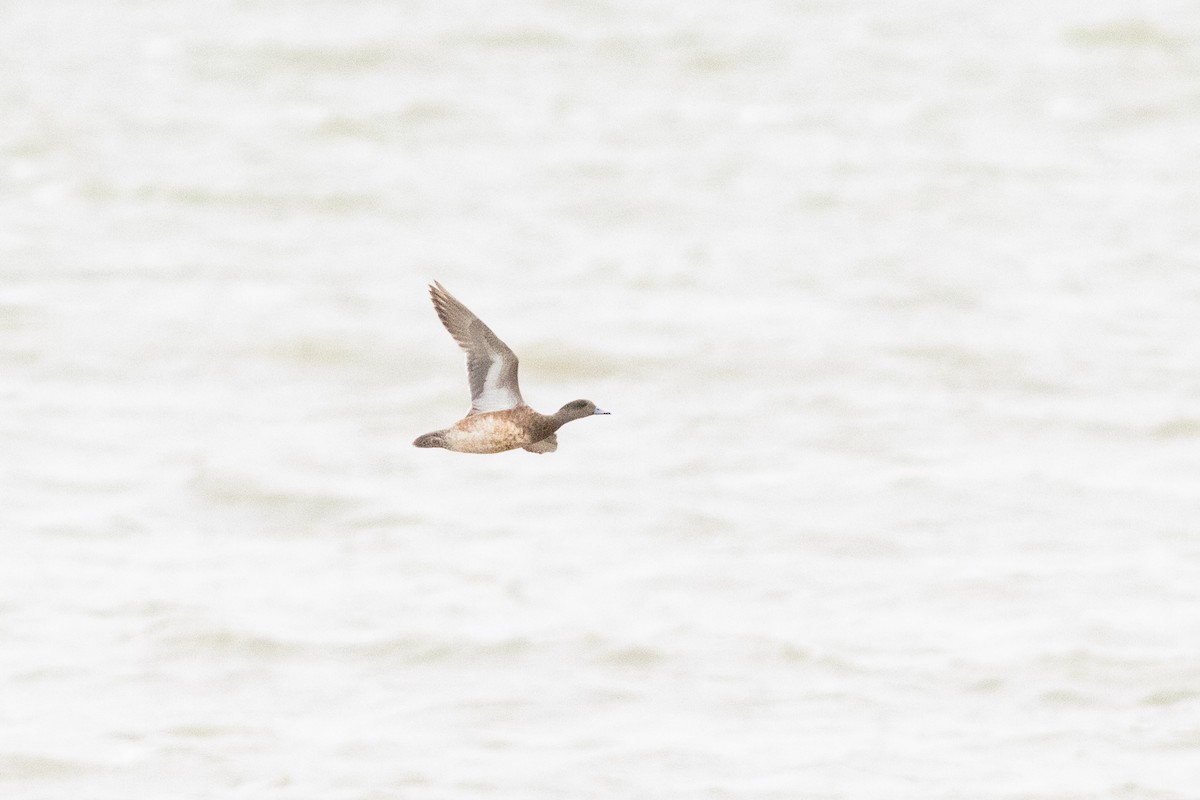 American Wigeon - ML632278549