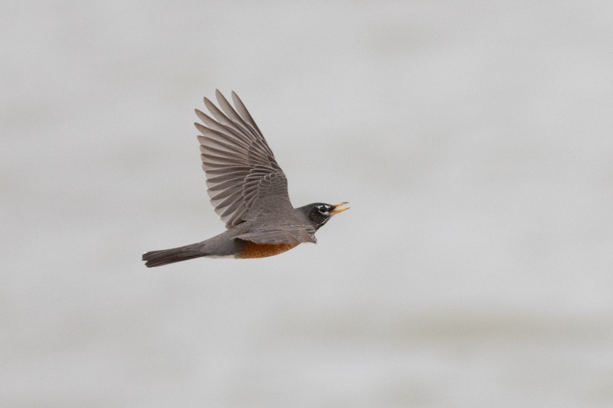 American Robin - ML632278579